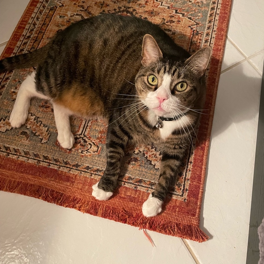 Meet your Posher, Dori